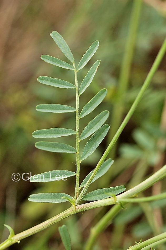 Astragalus flexuosus photos Saskatchewan Wildflowers